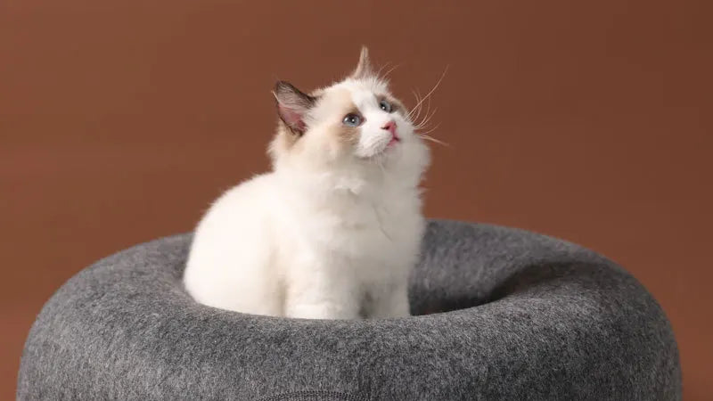 Donut Cat Bed for 2 Cats Pet Cat Tunnel Toys Kitten House Basket Interactive Play Toys for Cats Natural Felt Rabbit Cave Nest